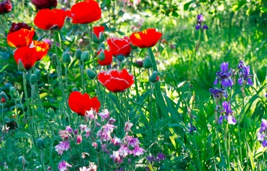 Mein Schoner Garten Kameleoon